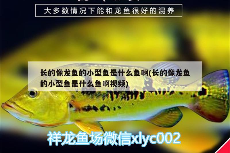 長的像龍魚的小型魚是什么魚啊(長的像龍魚的小型魚是什么魚啊視頻) 朱巴利魚