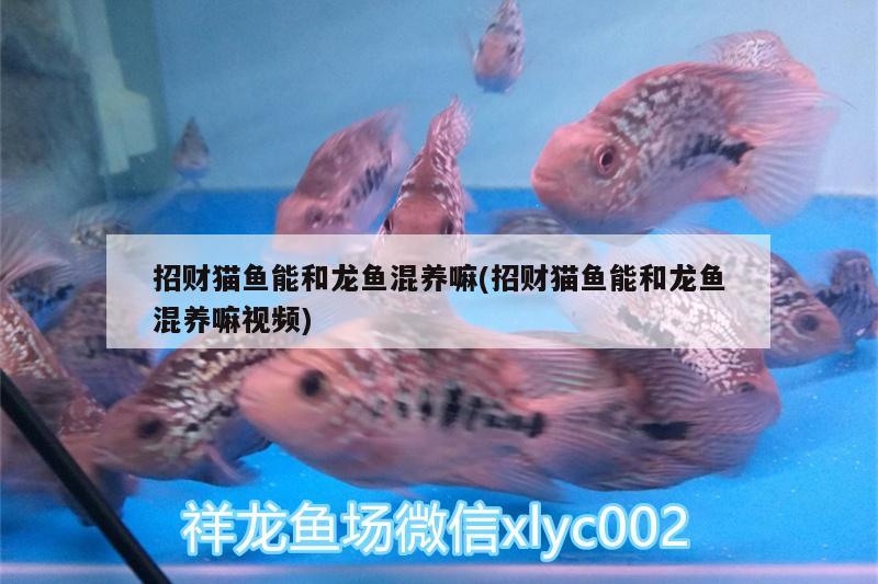 招財(cái)貓魚能和龍魚混養(yǎng)嘛(招財(cái)貓魚能和龍魚混養(yǎng)嘛視頻)