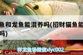 招財(cái)貓魚(yú)和龍魚(yú)能混養(yǎng)嗎(招財(cái)貓魚(yú)能和招財(cái)魚(yú)混養(yǎng)嗎) 杰西卡恐龍魚(yú)