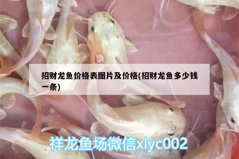 招財龍魚價格表圖片及價格(招財龍魚多少錢一條) 女王大帆魚