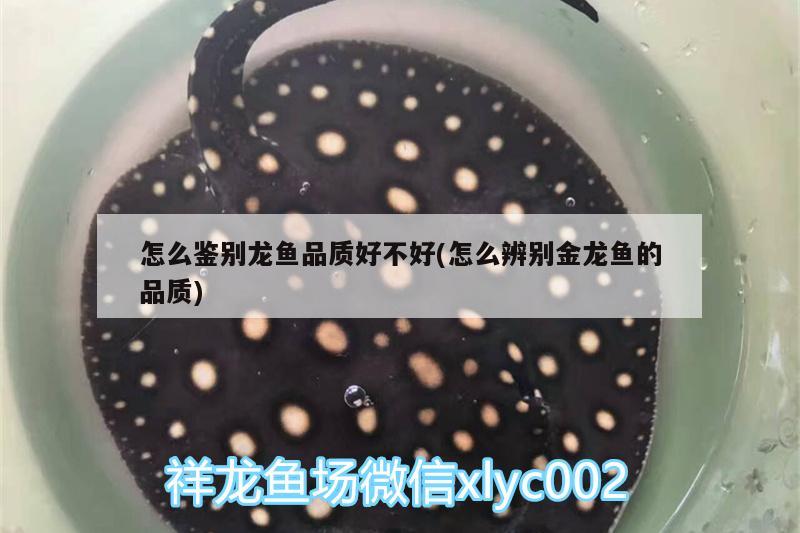 怎么鑒別龍魚品質(zhì)好不好(怎么辨別金龍魚的品質(zhì))