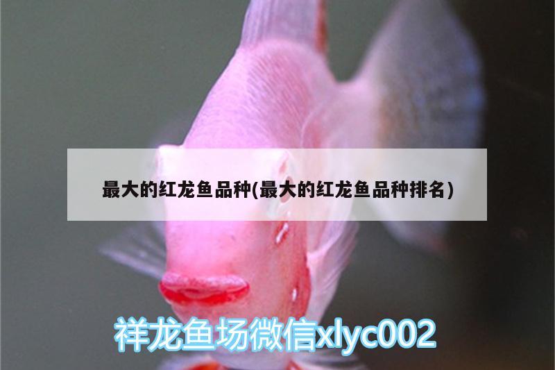 最大的紅龍魚(yú)品種(最大的紅龍魚(yú)品種排名) 黃鰭鯧魚(yú)