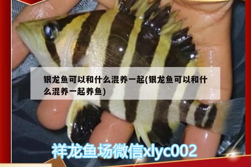 銀龍魚可以和什么混養(yǎng)一起(銀龍魚可以和什么混養(yǎng)一起養(yǎng)魚) 銀龍魚