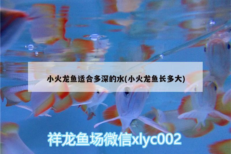 小火龍魚適合多深的水(小火龍魚長多大) 大白鯊魚