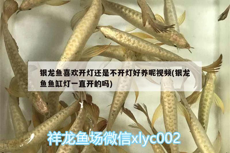 銀龍魚(yú)喜歡開(kāi)燈還是不開(kāi)燈好養(yǎng)呢視頻(銀龍魚(yú)魚(yú)缸燈一直開(kāi)的嗎) 銀龍魚(yú)