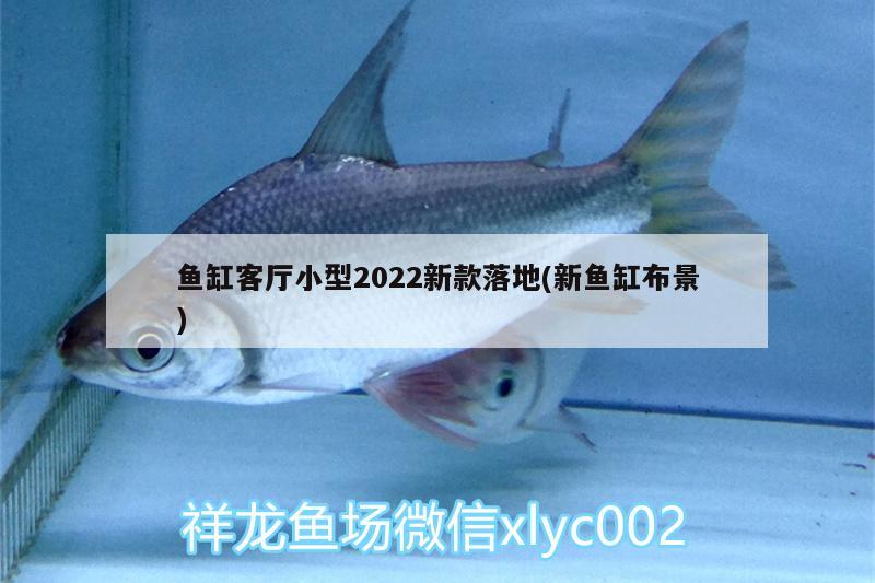 魚缸客廳小型2022新款落地(新魚缸布景) 玫瑰銀版魚