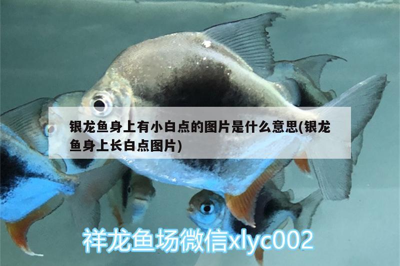 銀龍魚身上有小白點(diǎn)的圖片是什么意思(銀龍魚身上長(zhǎng)白點(diǎn)圖片) 銀龍魚