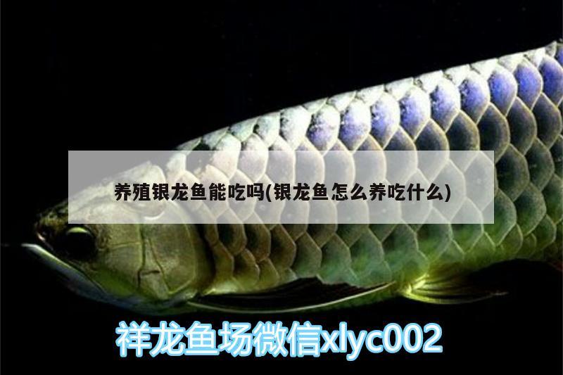 養(yǎng)殖銀龍魚(yú)能吃嗎(銀龍魚(yú)怎么養(yǎng)吃什么)