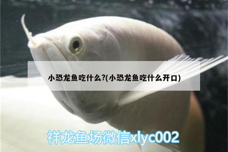 小恐龍魚吃什么?(小恐龍魚吃什么開口)