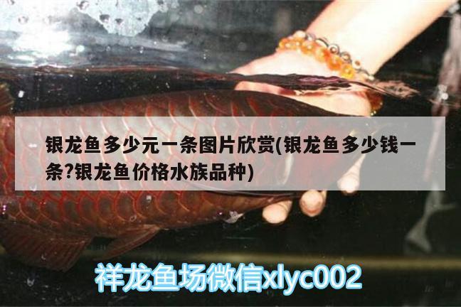 銀龍魚多少元一條圖片欣賞(銀龍魚多少錢一條?銀龍魚價格水族品種) 銀龍魚百科