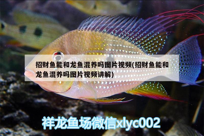 招財(cái)魚(yú)能和龍魚(yú)混養(yǎng)嗎圖片視頻(招財(cái)魚(yú)能和龍魚(yú)混養(yǎng)嗎圖片視頻講解)