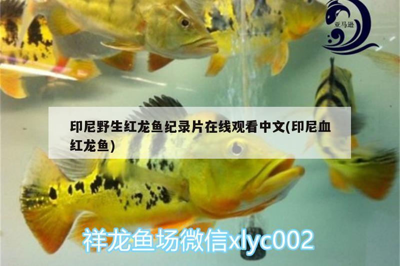 印尼野生紅龍魚紀(jì)錄片在線觀看中文(印尼血紅龍魚)