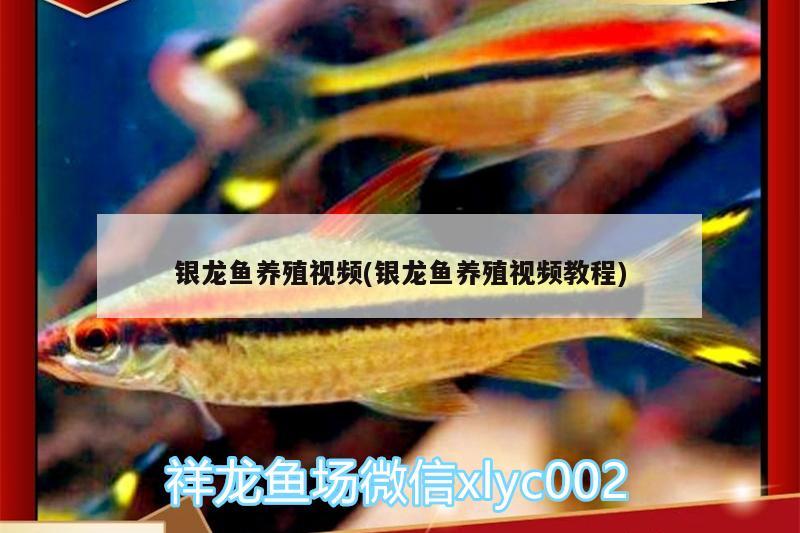 銀龍魚養(yǎng)殖視頻(銀龍魚養(yǎng)殖視頻教程)