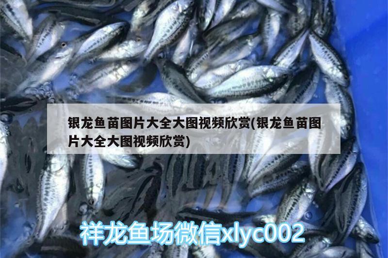 銀龍魚苗圖片大全大圖視頻欣賞(銀龍魚苗圖片大全大圖視頻欣賞)