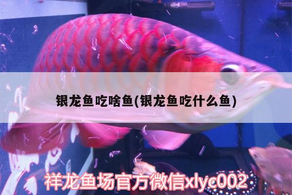 銀龍魚吃啥魚(銀龍魚吃什么魚) 銀龍魚百科