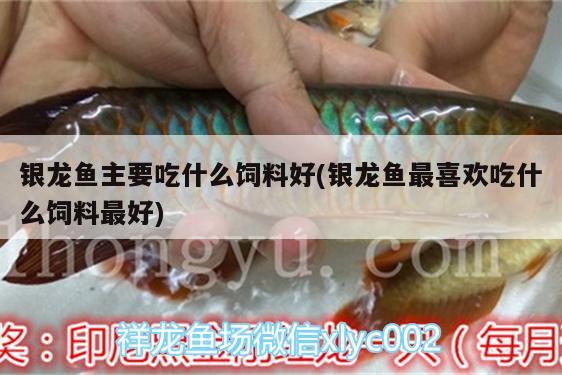 銀龍魚主要吃什么飼料好(銀龍魚最喜歡吃什么飼料最好) 銀龍魚百科