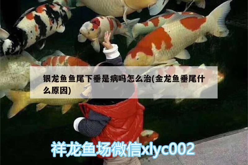 銀龍魚魚尾下垂是病嗎怎么治(金龍魚垂尾什么原因) 銀龍魚百科