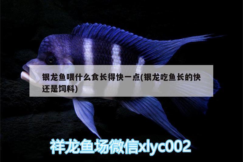 銀龍魚喂什么食長得快一點(銀龍吃魚長的快還是飼料) 銀龍魚百科