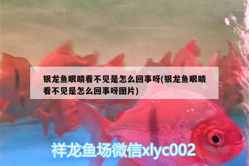 銀龍魚眼睛看不見是怎么回事呀(銀龍魚眼睛看不見是怎么回事呀圖片) 銀龍魚百科