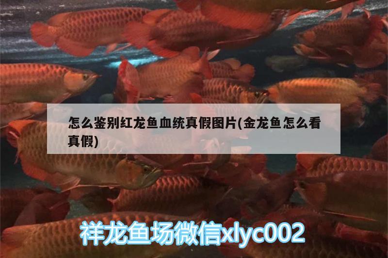 怎么鑒別紅龍魚血統(tǒng)真假圖片(金龍魚怎么看真假)