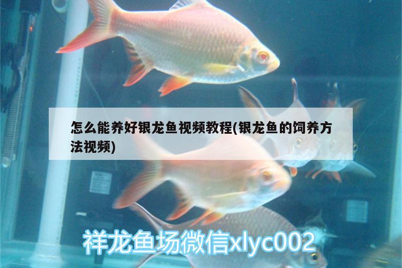 怎么能養(yǎng)好銀龍魚視頻教程(銀龍魚的飼養(yǎng)方法視頻)