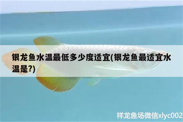 銀龍魚水溫最低多少度適宜(銀龍魚最適宜水溫是?) 銀龍魚