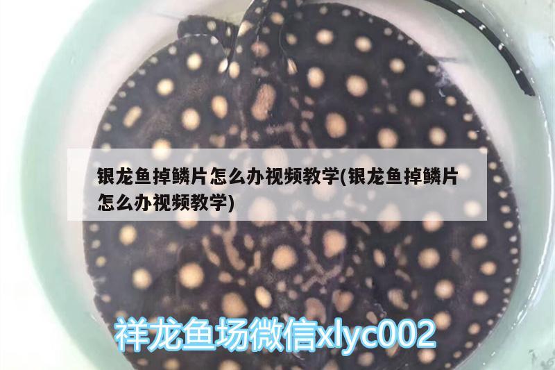 銀龍魚掉鱗片怎么辦視頻教學(銀龍魚掉鱗片怎么辦視頻教學)