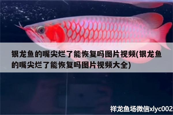 銀龍魚的嘴尖爛了能恢復(fù)嗎圖片視頻(銀龍魚的嘴尖爛了能恢復(fù)嗎圖片視頻大全) 銀龍魚百科