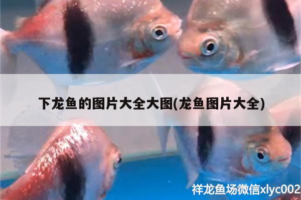 下龍魚的圖片大全大圖(龍魚圖片大全)