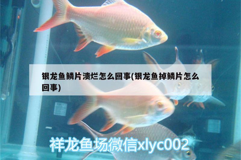 銀龍魚鱗片潰爛怎么回事(銀龍魚掉鱗片怎么回事) 銀龍魚