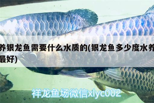 養(yǎng)銀龍魚需要什么水質(zhì)的(銀龍魚多少度水養(yǎng)最好) 銀龍魚百科