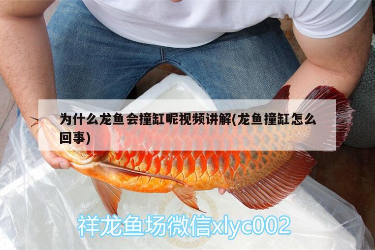 為什么龍魚會撞缸呢視頻講解(龍魚撞缸怎么回事) 翡翠鳳凰魚 第2張