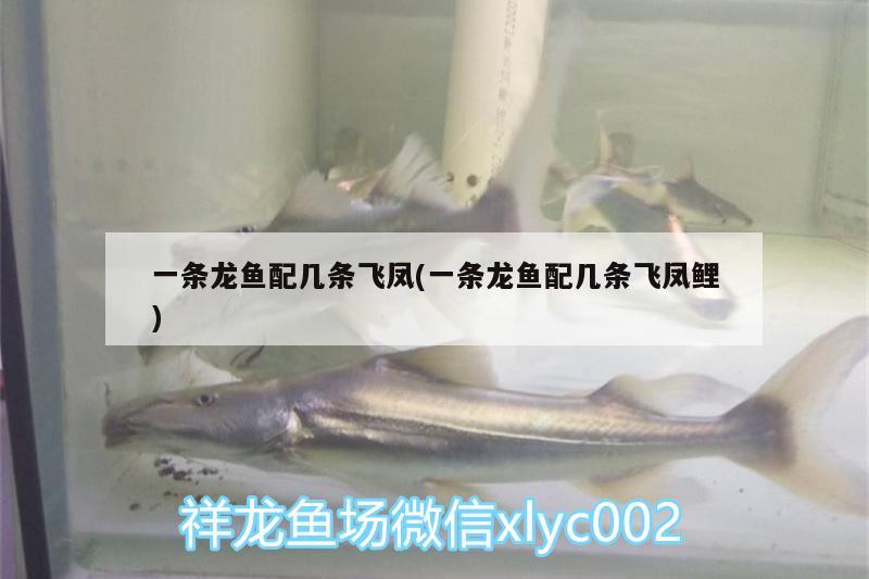 一條龍魚配幾條飛鳳(一條龍魚配幾條飛鳳鯉)