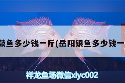 銀鼓魚多少錢一斤(岳陽銀魚多少錢一斤)