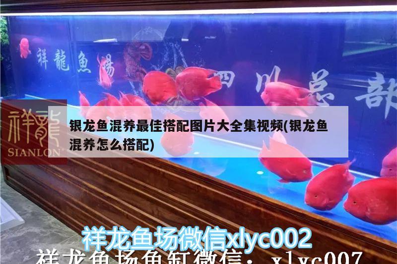 銀龍魚混養(yǎng)最佳搭配圖片大全集視頻(銀龍魚混養(yǎng)怎么搭配)