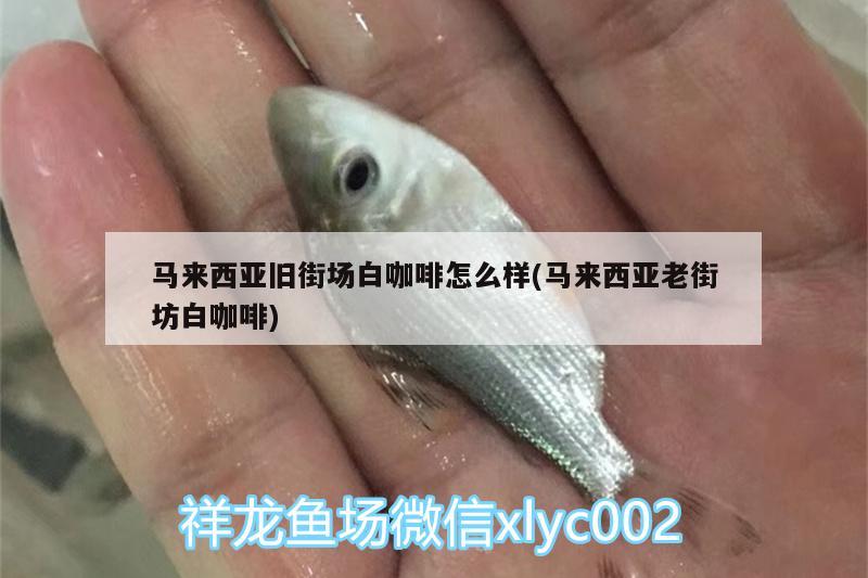 馬來西亞舊街場白咖啡怎么樣(馬來西亞老街坊白咖啡)