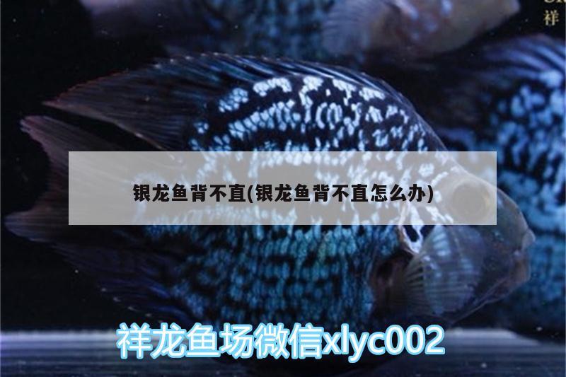 銀龍魚背不直(銀龍魚背不直怎么辦) 銀龍魚百科 第1張