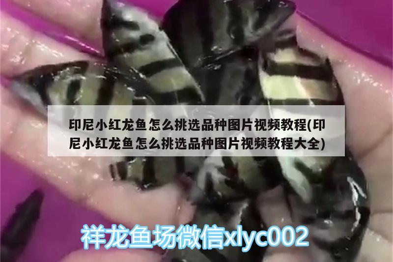 印尼小紅龍魚怎么挑選品種圖片視頻教程(印尼小紅龍魚怎么挑選品種圖片視頻教程大全) 印尼小紅龍