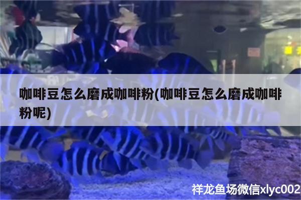 咖啡豆怎么磨成咖啡粉(咖啡豆怎么磨成咖啡粉呢)