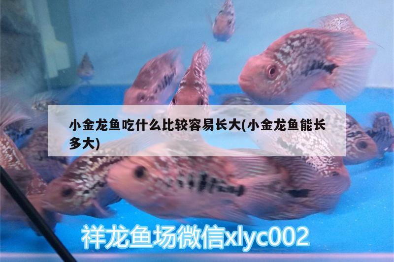 小金龍魚吃什么比較容易長(zhǎng)大(小金龍魚能長(zhǎng)多大)