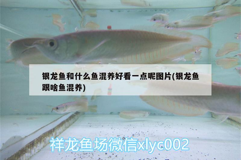 銀龍魚和什么魚混養(yǎng)好看一點呢圖片(銀龍魚跟啥魚混養(yǎng))