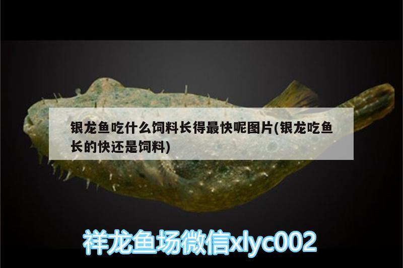 銀龍魚吃什么飼料長得最快呢圖片(銀龍吃魚長的快還是飼料) 銀龍魚百科