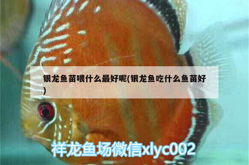 銀龍魚苗喂什么最好呢(銀龍魚吃什么魚苗好)