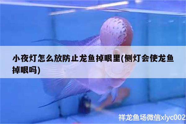 小夜燈怎么放防止龍魚掉眼里(側(cè)燈會使龍魚掉眼嗎) 照明器材