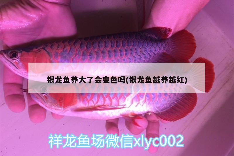 銀龍魚養(yǎng)大了會變色嗎(銀龍魚越養(yǎng)越紅) 銀龍魚百科