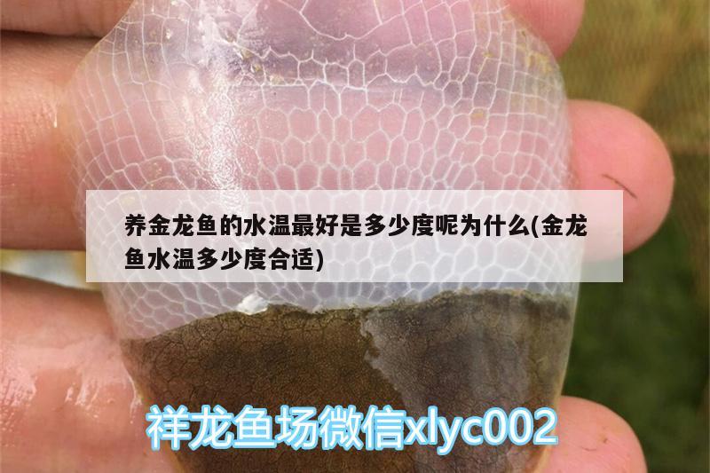 養(yǎng)金龍魚的水溫最好是多少度呢為什么(金龍魚水溫多少度合適)