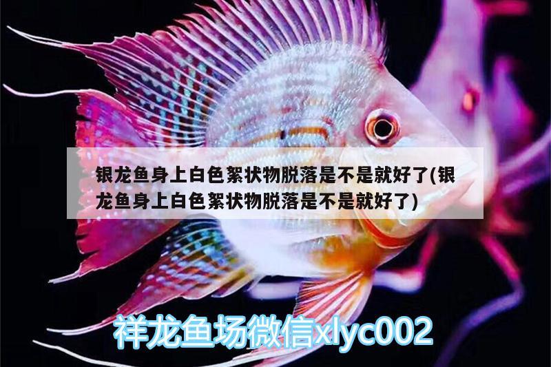 銀龍魚(yú)身上白色絮狀物脫落是不是就好了(銀龍魚(yú)身上白色絮狀物脫落是不是就好了) 銀龍魚(yú)