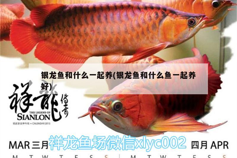 銀龍魚和什么一起養(yǎng)(銀龍魚和什么魚一起養(yǎng)好)