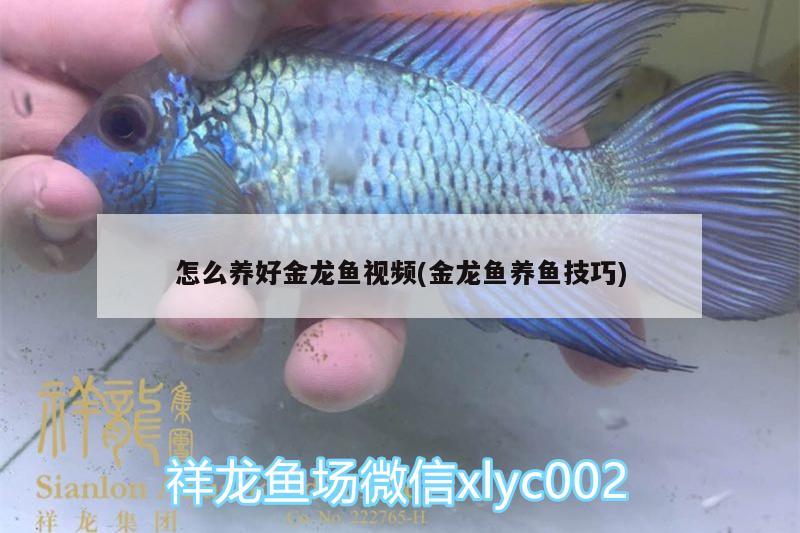 怎么養(yǎng)好金龍魚視頻(金龍魚養(yǎng)魚技巧)