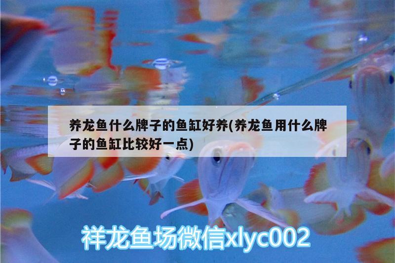 養(yǎng)龍魚(yú)什么牌子的魚(yú)缸好養(yǎng)(養(yǎng)龍魚(yú)用什么牌子的魚(yú)缸比較好一點(diǎn)) 泰國(guó)虎魚(yú)